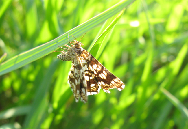 Lepidotteri del Parco dei Gessi Bolognesi